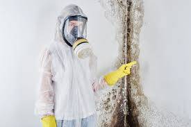 Why You Should Choose Our Mold Remediation Services in Morro Bay, CA